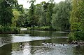 Canada geese on Ropner Park Lake, Stockton on Tees.jpg