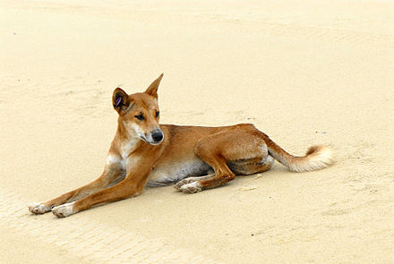 Dingo with a tagged ear on Fraser Island