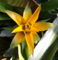 Yellow Inflorescence and Habitus