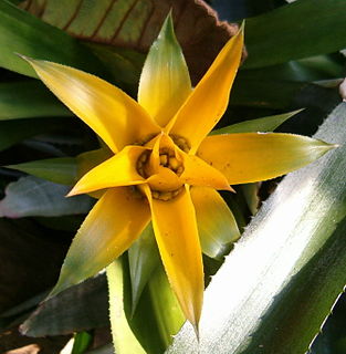 <i>Canistropsis billbergioides</i> Species of flowering plant