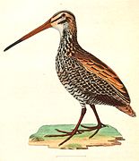 Gallinago undulata (Giant Snipe), drawing