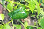 Capsicum annuum Aurora 1zz.jpg