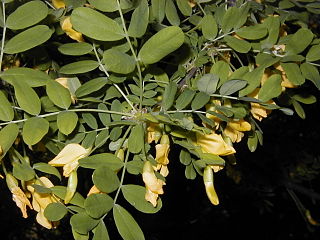 <i>Caragana arborescens</i> species of plant