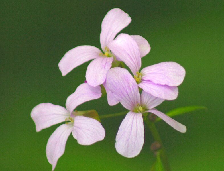 File:Cardamine bulbifera ENBLA01.jpeg