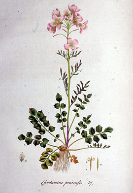 Cardamine pratensis — Flora Batava — Volume v1.jpg