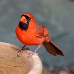 Cardinalis cardinalis 2.jpg