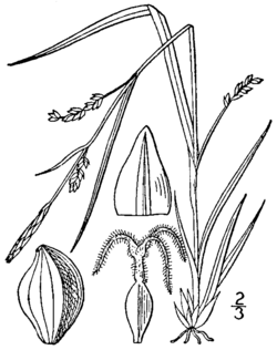 Carex digitalis BB-1913.png