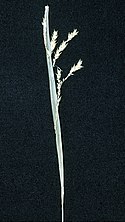 Carex prasina NRCS-002.jpg