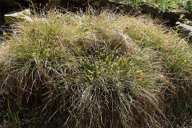 File:Carex umbrosa kz02.jpg