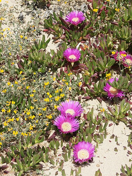 File:Carpobrotus species (flowers) 66.jpg