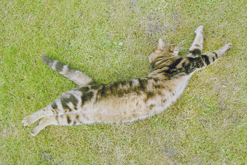 File:Cat full length.jpg