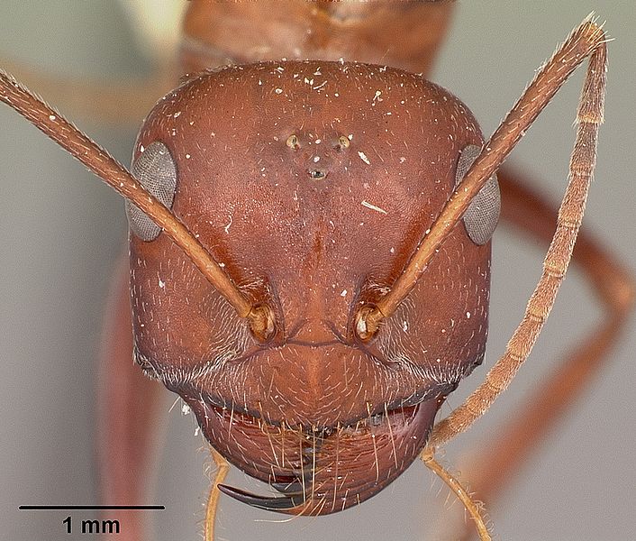 File:Cataglyphis bicolor casent0104613 head 1.jpg