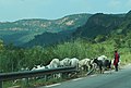 Cattle in mountains.jpg