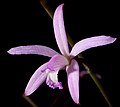 Cattleya munchowiana