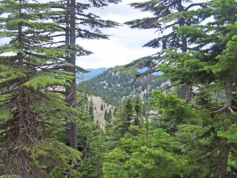 File:Cedrus libani var stenocoma & Abies cilicica, Kahramanmaraş, Turkey - panoramio (3631).jpg