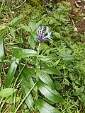 Miniatuur voor Bestand:Centaurea.montana.1609.jpg