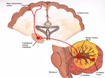 Thumbnail for Dentatothalamic tract