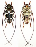 Miniatura para Cereopsius sexmaculatus