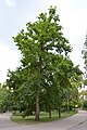 wikimedia_commons=File:Chêne pédoncule dans le parc Napoléon-III (Vichy) 2023-09-02.JPG