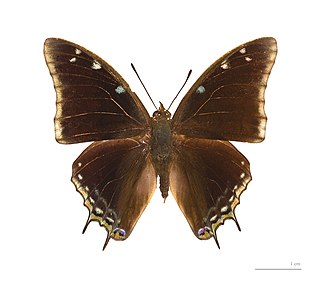 <i>Charaxes kheili</i> Species of butterfly