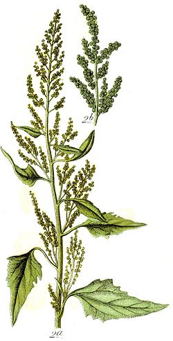 Chenopodium urbicum