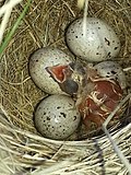 Thumbnail for File:Chestnut collared Longspur, Calcarius ornatus, nestling, hatchling , hatching eggs, baby birds, Canada.jpg