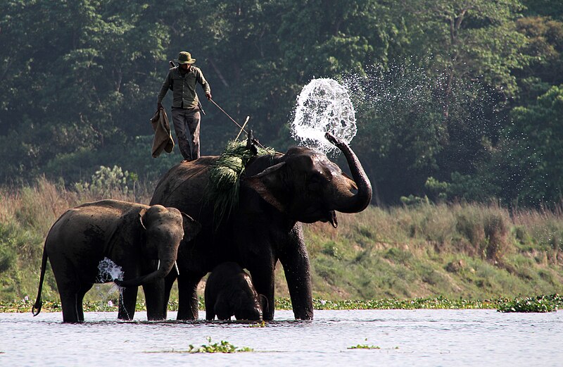 File:Chitwan-Elefanten-06-Bad-2013-gje.jpg