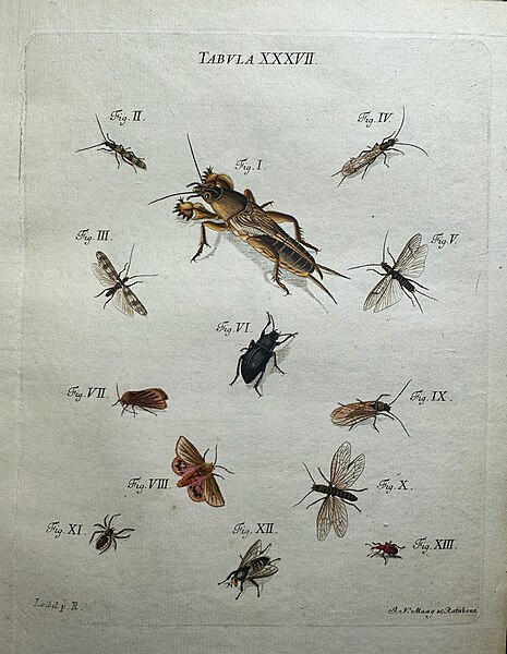 File:Christian Schaeffer Icones Insectorum Coloribus Regensburg, 1766 1.jpg