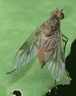 <i>Chrysopilus laetus</i> Species of fly