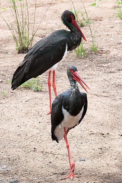 File:Ciconia nigra -Kruger National Park-8.jpg