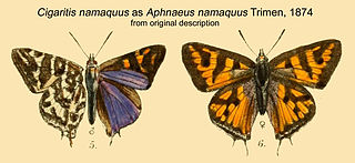 <i>Cigaritis namaquus</i> Species of butterfly