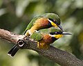 Cinnamon-chested Bee-eater (Merops oreobates) pair - Flickr - Lip Kee.jpg