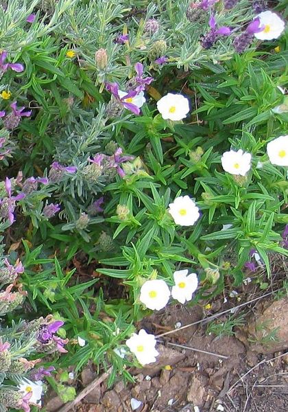 File:Cistus monspeliensis Corse.jpg