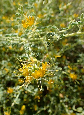 <i>Cleomella obtusifolia</i> Species of flowering plant
