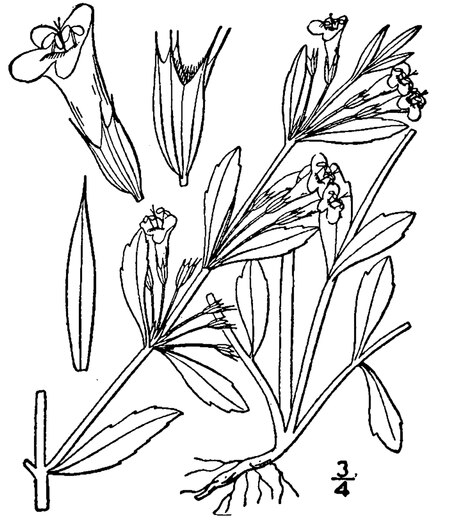 Clinopodium glabellum