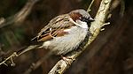 Cock House Sparrow (8602035953) .jpg