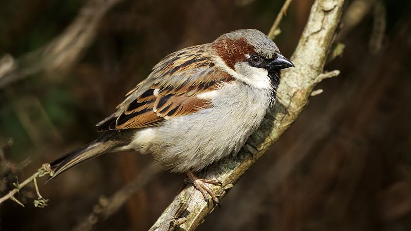File:Cock House Sparrow (8602035953).jpg