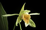 Vignette pour Coelogyne lycastoides