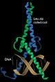 Coiled-coil transcription factor Max, on DNA