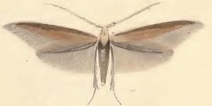 Coleophora wockeella.JPG