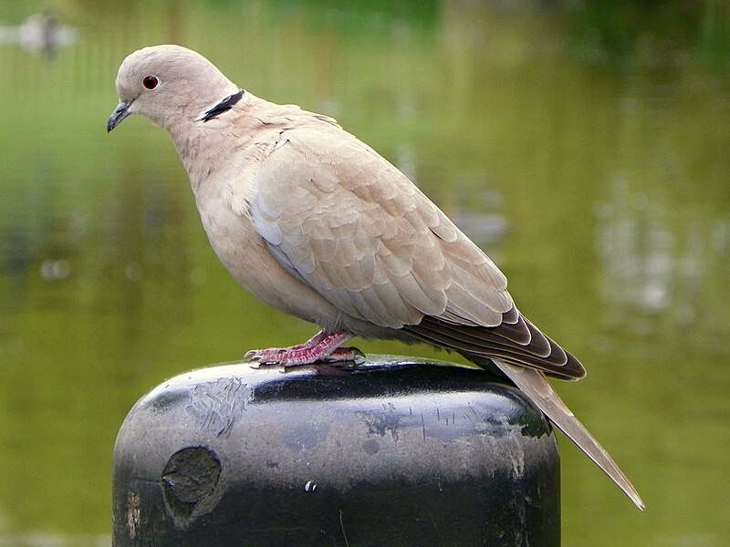 File:Collared Dove (Streptopelia decaocto), Fairlands Valley Park, Stevenage, 15 April 2011.jpg