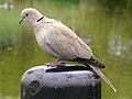 Collared Dove (Streptopelia decaocto), Fairlands Valley Park, Stevenage, 15 April 2011.jpg