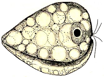 Seitliche Ansicht auf den Sulcus (Fressrinne) von Collodictyon.[5]