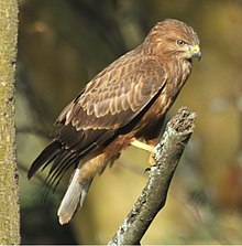 The steppe race of the common buzzard (B. b. vulpinus) is usually distinguished from the nominate race (B. b. buteo) by being more rufous in hue (and more polymorphic) Common (Steppe) Buzzard.jpg