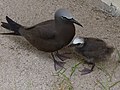 Burung dewasa dan anakannya
