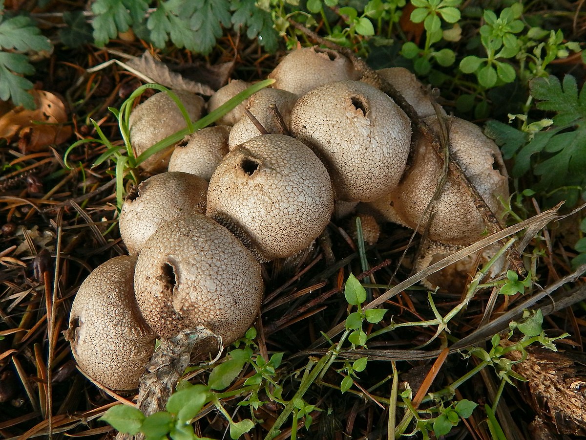 Lycoperdon perlatum - Wikipedia