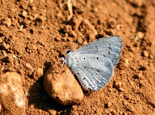 Common hedge blue