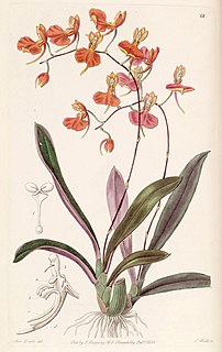 <i>Comparettia coccinea</i> Species of orchid