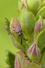 Copium clavicorne on Teucrium chamaedrys