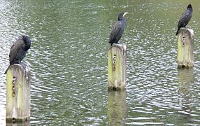 Cormorants fishing from posts in the Long Water